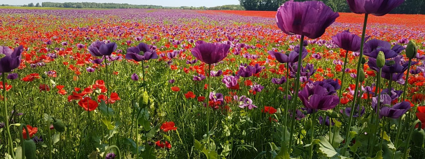 Alles was uns Wald & Wiese schenkt