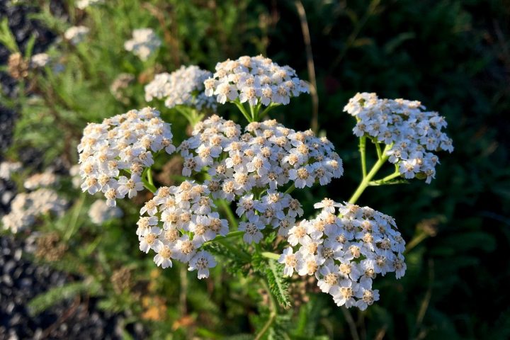 Bitterstoffe – unterschätzte Helfer für den Körper