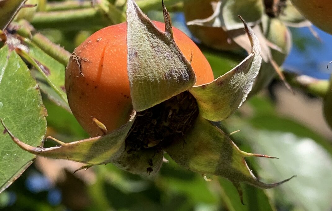 Meine „wilde Naturapotheke“