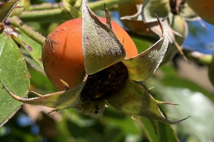 Meine „wilde Naturapotheke“